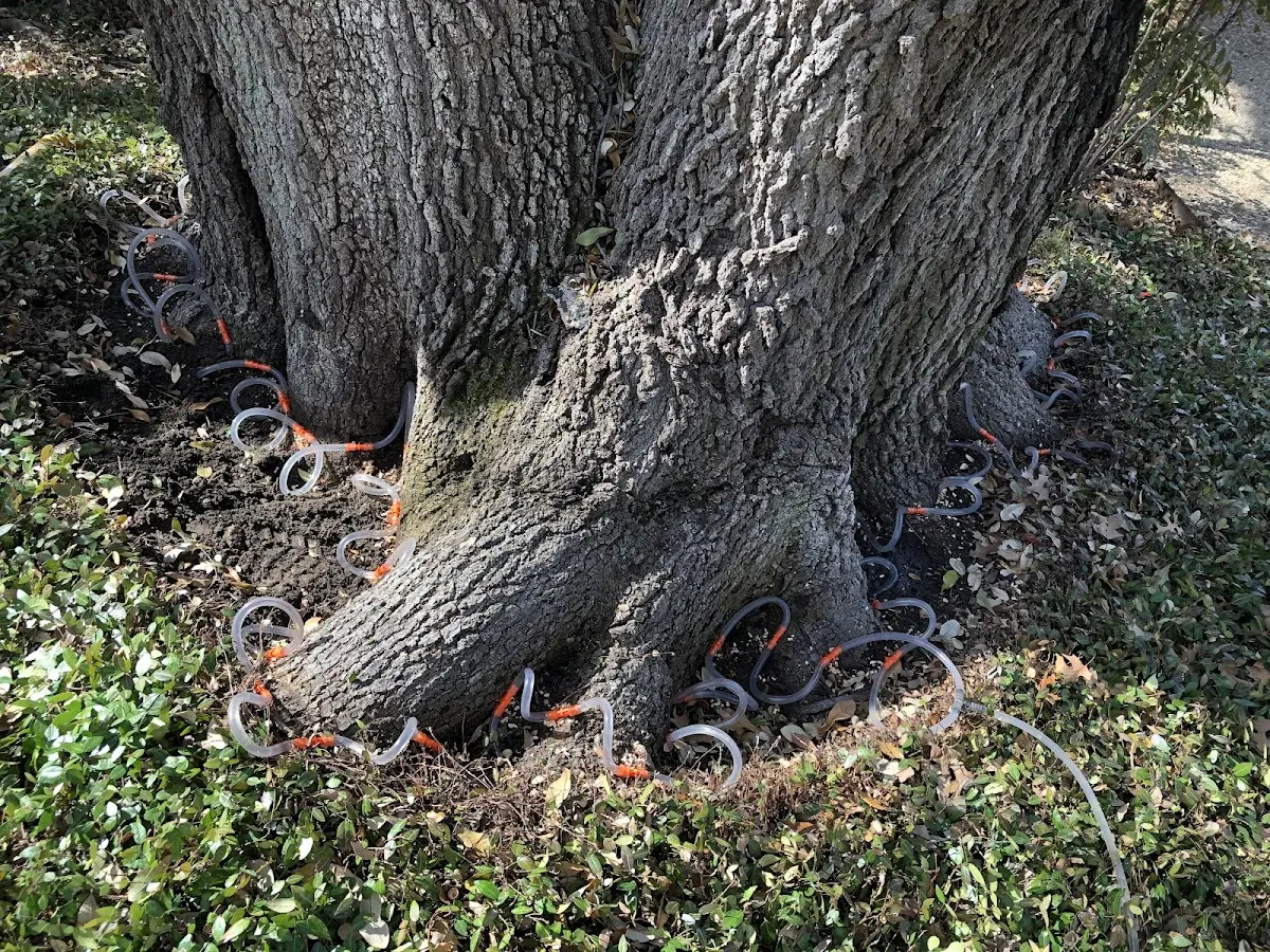 Detailed Tree Cabling and Bracing job site in Ford City