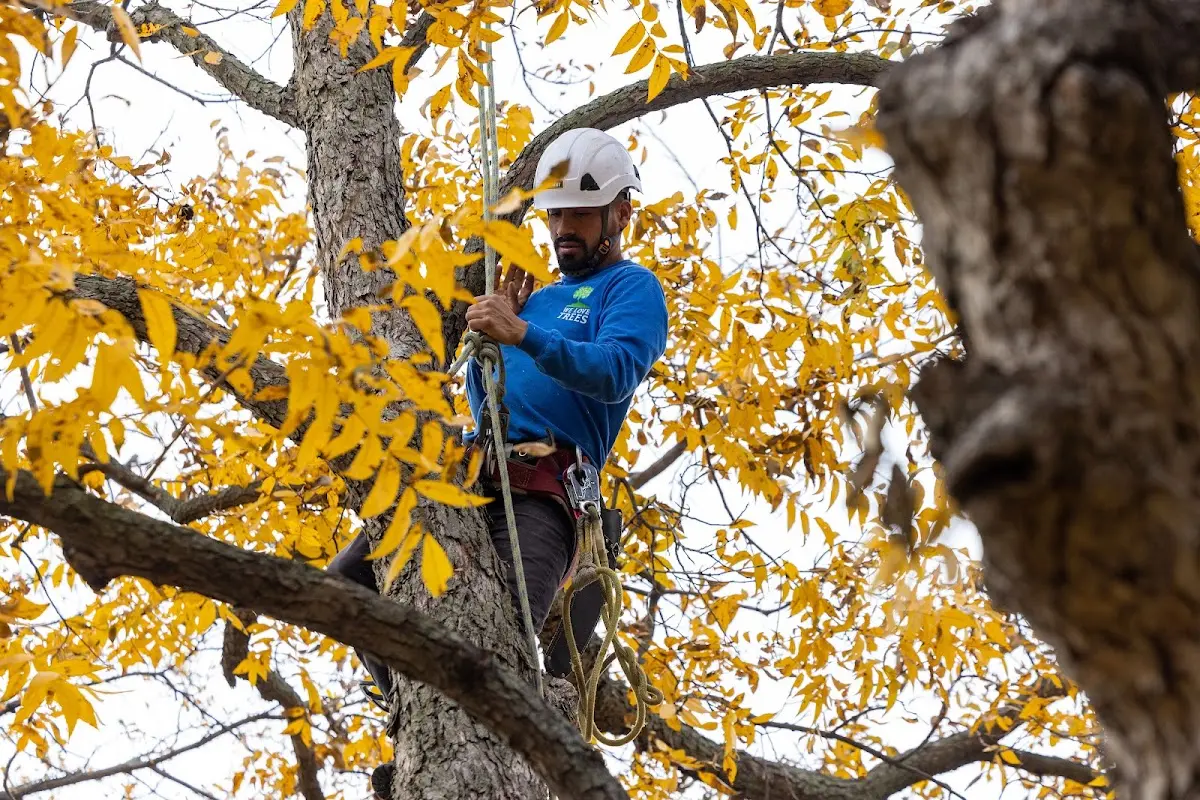 Skilled Tree Pruning crew working in Ford City